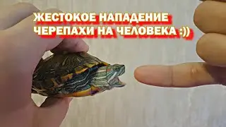 Гена показывает свой характер | Нападение черепахи на человека