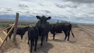 Buying Off-Grid Land! 🌄 CRYPTID TV #3 | @nevadatourism