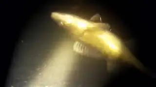 Подводная охота на р. Зуша