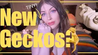 TWO NEW GECKOS! | Meet All My New Caledonian Geckos!