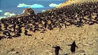 Пингвинчики