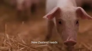 Commissioner for Animals