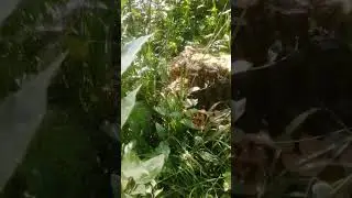 грибы напали на велосипедиста 