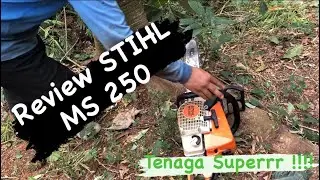 Review STIHL MS 250 Tebang Sengon #stihl