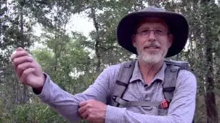 Night Hike in the Sam Houston National Forest, Lake Conroe, Texas