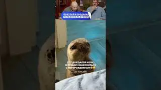 ЗАСМЕЯЛСЯ - ПОДПИСАЛСЯ! Ч98😂  ПОПРОБУЙ НЕ РЖАТЬ!