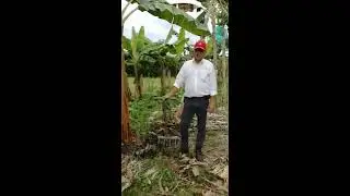 2. CÓMO SE UTILIZA UN HÉRCULES EN PLANTACIONES DE PLÁTANO?