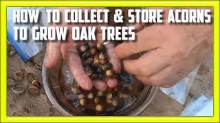 How to Collect and Store Acorns to Grow Oak Trees
