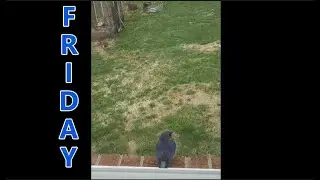 Friday's bird