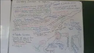 Excretory function of nephron part 1