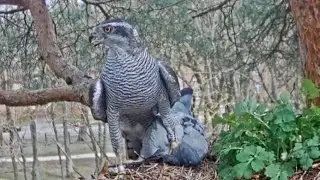 Jastrząb zwyczajny BKUS Łotwa - Samiec Harris z łupem 😃