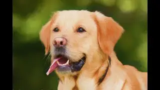 TOP 10 dog barking videos compilation 2020 ♥ Dog barking sound   Funny dogs