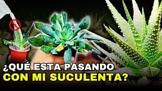 ❤️Hice Esto! y cambió la vida de mis suculentas en 2 minutos…