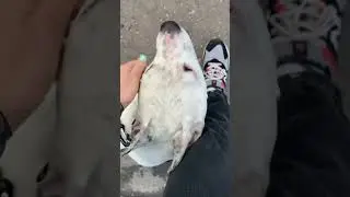 Не предавайте собак!🙏🏼 #Глухаятэффи #глухаясобака #dog #собака
