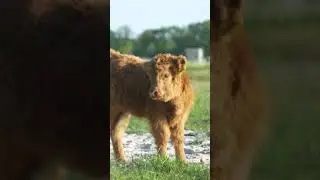 amazing cow #shorts #viralshorts #fish #fishing #fishingvideo #fishcutting #tiktok