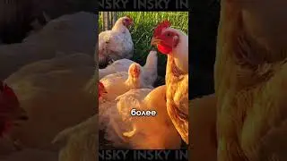 Самые натуральные курицы в Америке?