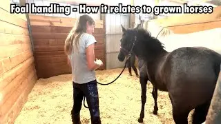 Foal handling, teaching the horse to lead respectfully,  Day 1 and 2
