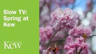 Slow TV: Spring at Kew | Kew Gardens