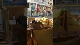 ПОПУГАЙ ТАНЦУЕТ ПОД АРАБСКУЮ МУЗЫКУ в ЕГИПТЕ 🇪🇬 PARROT DANCES TO ARABIC MUSIC IN EGYPT