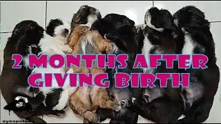 2 MONTHS AFTER MY SHIH TZU GIVES BIRTH | DOG GIVES BIRTH TO 6 HEALTHY PUPPIES