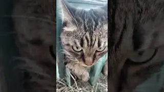 #рек #рекомендации #котик #кот #хочуврек @simb