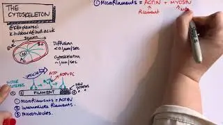 The Cytoskeleton