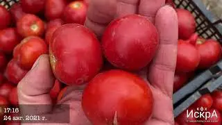 Томат подвой Граундфорс (Саката)