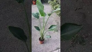 Ave del paraíso en maceta