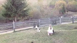 Just another day in a ROMANIAN VILLAGE