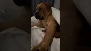 Big Boerboel has a Good life #shortsvideo #shortsviral #boerboel