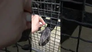 Кожаная рука🖤👀👋#ялта2024 #zoo #animals #monkey #зоопарксказка #шимпанзе #обезьяна