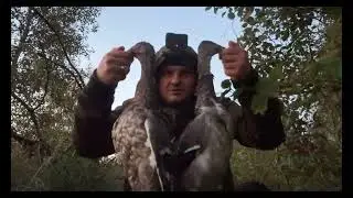 Вечерняя охота на болоте