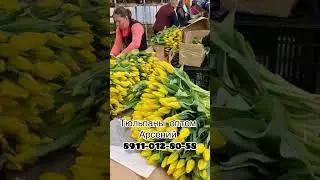 Тюльпаны оптом