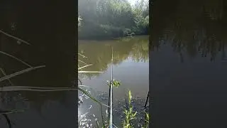 #рибалка #fishing #carpfishing #природа #carp #село