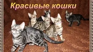 Топ 5. Самые красивые в мире породы кошек