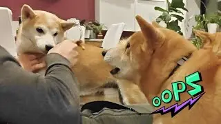 Shiro Spilled Hot Coffee on Hooman #2 😬