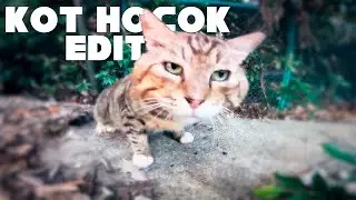 Кот носок Эдит