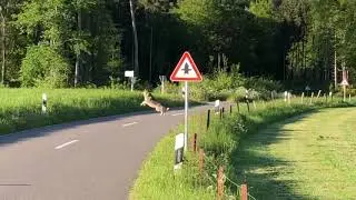 Cette biche est-elle poursuivie par un loup?