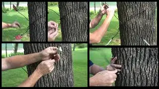 Gamo Tree Spider