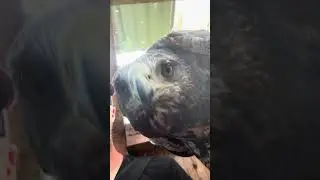 Bobby will die Aufnahme stoppen 🙈🦅😂 #zoo #aguja #falknerei