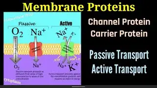Lecture-10 P(4)| Membrane Proteins | Types | Channel | Passive & Active Transporters | Cell membrane