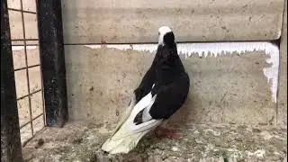 Çok nadır tepeli dişi DÖNEK
