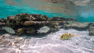 Maldives Underwater 4K. Ocean Sounds, Coral Reefs and Sea Animals