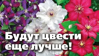 Особенности зимовки княжиков клематисов. Бонус - Супер новые сорта