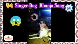 Funny Dogs