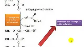 BIOSINTESIS DE TAG Y PLP PARTE 3 - ACTUALIZADO