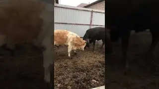 быки ,Ангус ,симентал