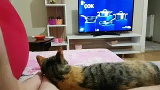 Kediler Sinekleri Nasıl Avlar ?