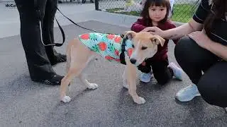 POPP UP Adoption Event