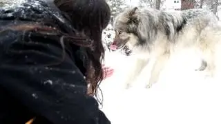 Shawn James Playing with Rajan The Wolf